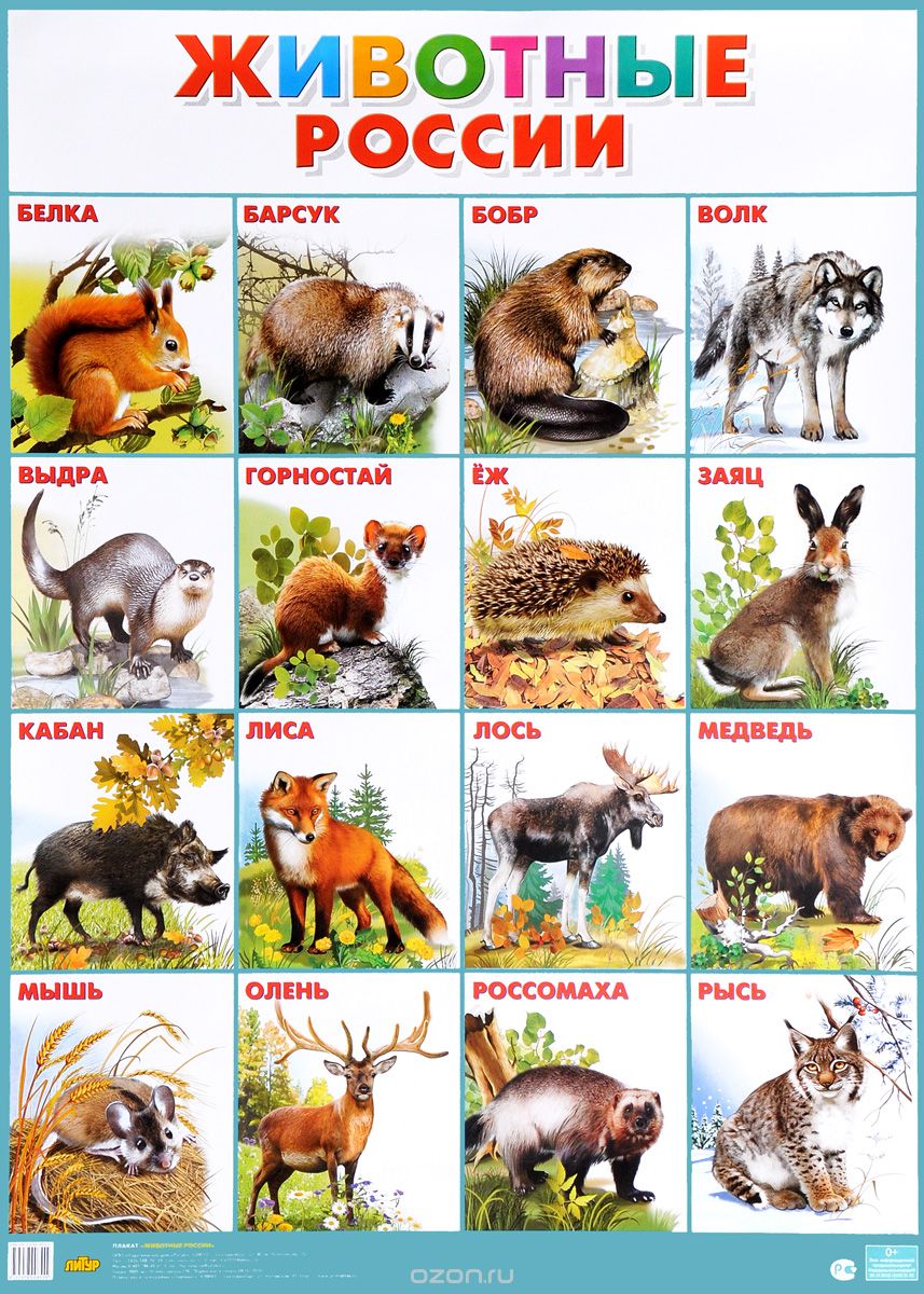 Скачать книгу "Животные России. Плакат"