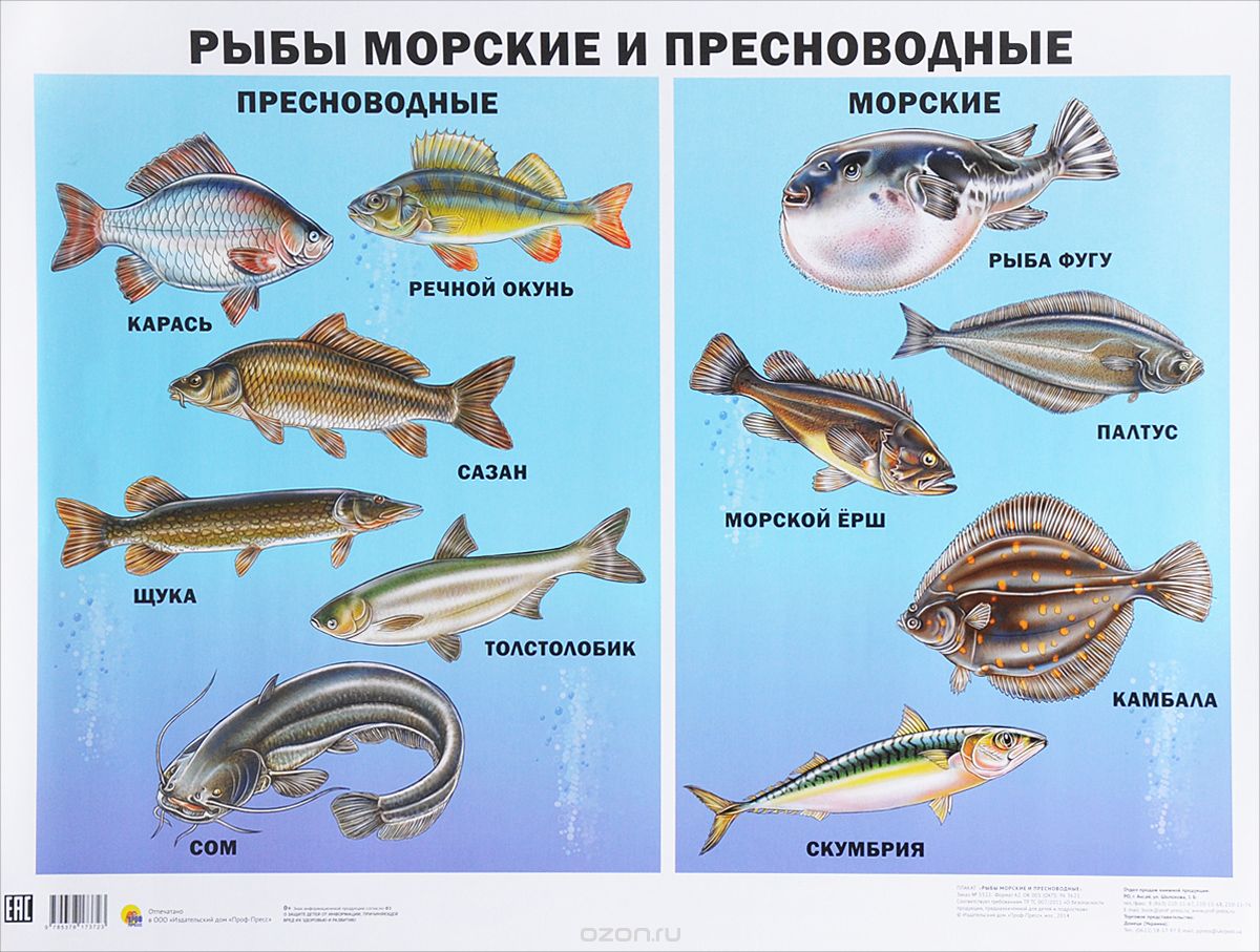 Рыбы морские и пресноводные. Плакат