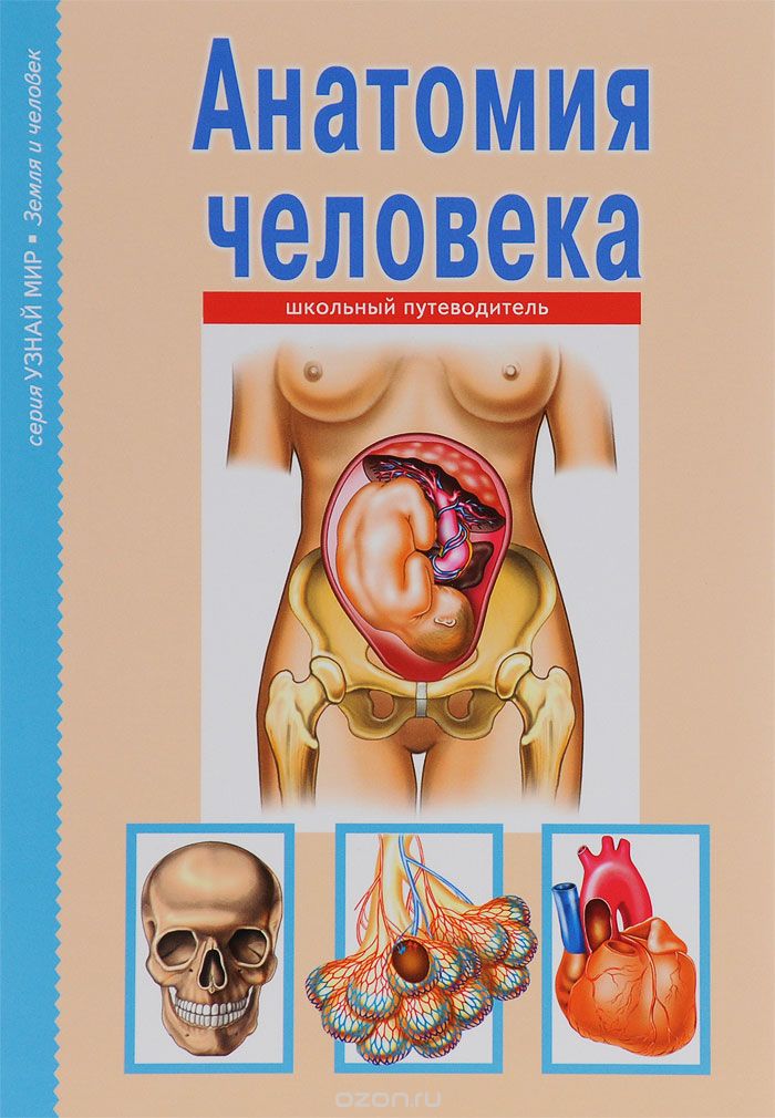 Анатомия человека. Школьный путеводитель, С. Ю. Афонькин