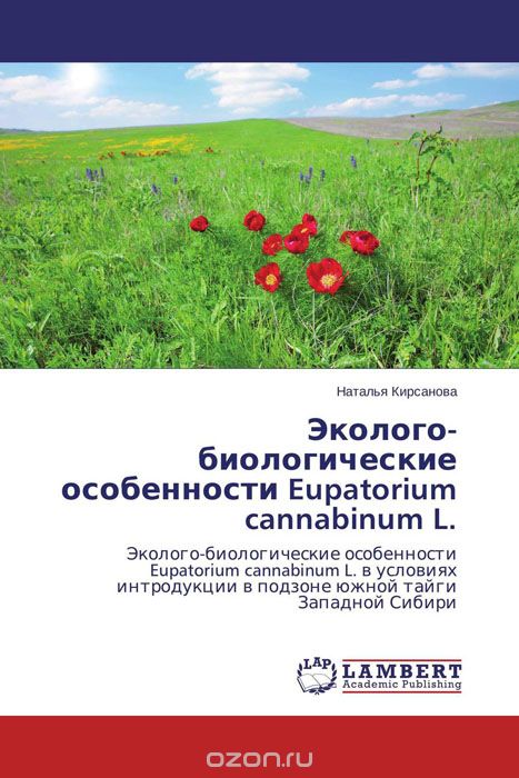 Эколого-биологические особенности Eupatorium cannabinum L., Наталья Кирсанова